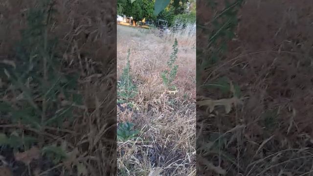 AFTERNOON WALK THROUGH TO OUR HOME NEW HOME SWEET HOME# смотреть онлайн