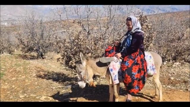 Donkey Riding With A Heavy Woman – Strength Test