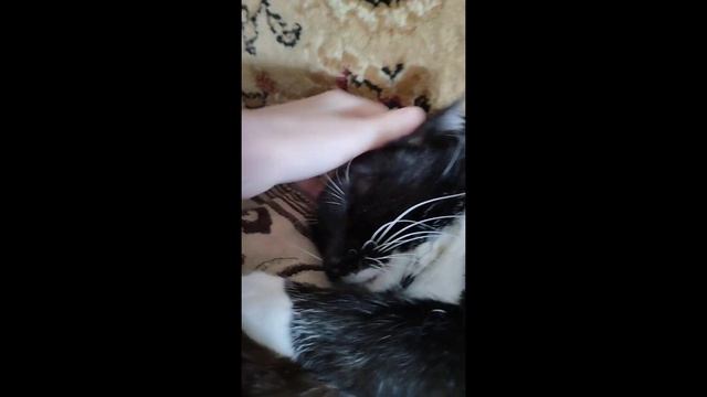 мо я кошка Юла смотреть онлайн