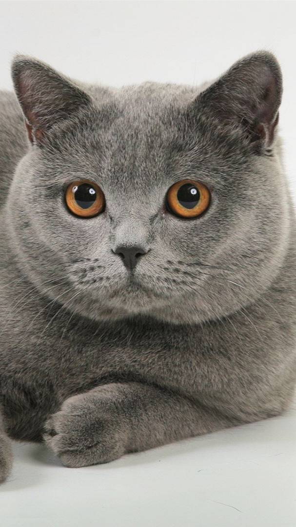 🟣Мой котик Техён 1,5 года назад🟣