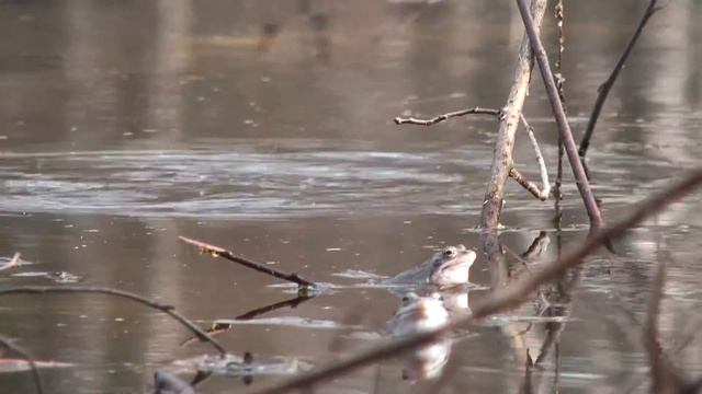 Футаж Брачные игры лягушек Весна 000695 смотреть онлайн