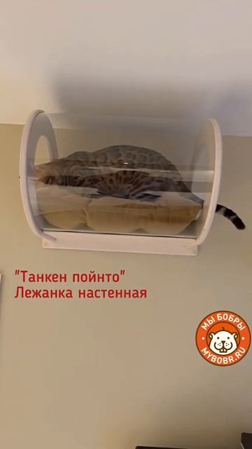 Антистресс и котики--полные синонимы🐾 смотреть онлайн