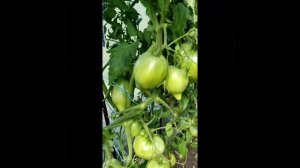 ТОМАТ ЗНАМЕНИТАЯ КЛУБНИКА МИССИС ШЛАУБАХ - КОЛЛЕКЦИОННЫЕ СОРТА ТОМАТОВ