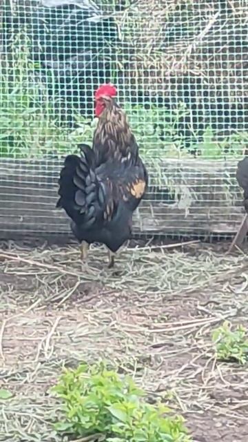 #куры #петух #дрессура #приколы #деревня #лето #отдых #отпуск #2022 #какнаучить смотреть онлайн