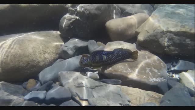 С маской под водой. Подводный мир черного моря. Побережье Краснодарского края. смотреть онлайн