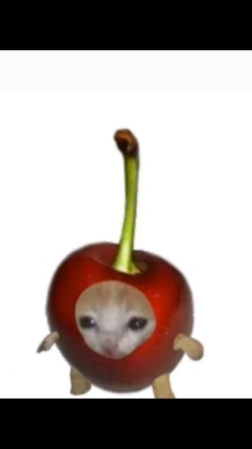 фрукты коты