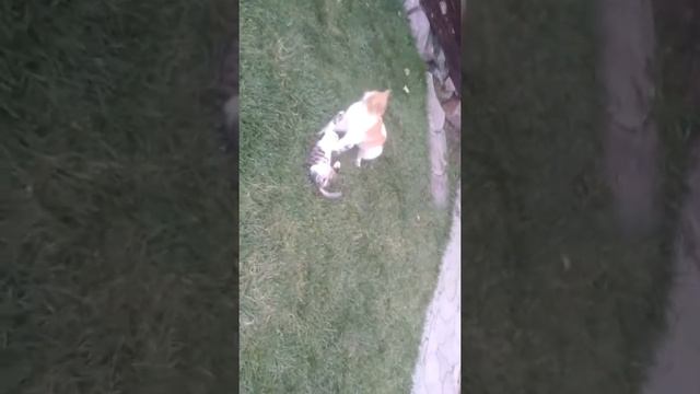Коти б'ются🐈🐈🙁! смотреть онлайн