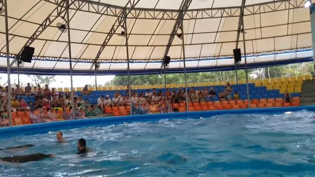 Dolphin Show Phuket Thailand โชว์ปลาโลมา สนุกที่สุด смотреть онлайн
