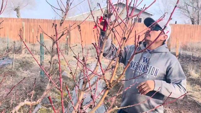 PRUNING A WHITE NECTARIN IN MY HOUSE. Podando un nectarin @Aventurasdelvalle смотреть онлайн
