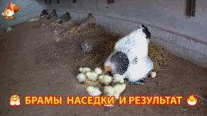 5 наседок Брама высиживают цыплят 🥚🐣🐤 Смотрим результат 🐥🐥🐥