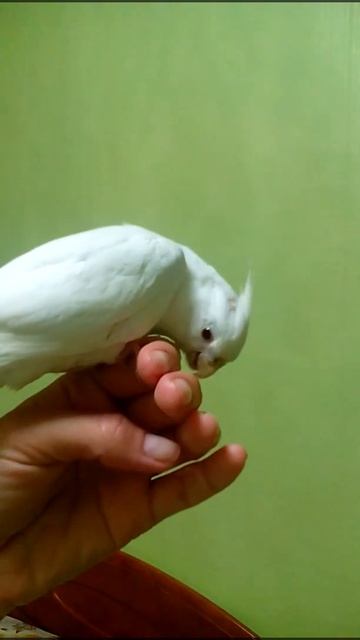 Корелла самочка (слепая). смотреть онлайн