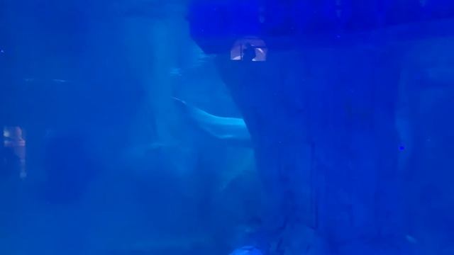 Beluga whales at L’Oceanográfic, Valencia, Spain, February 27, 2022 смотреть онлайн