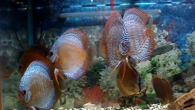 MOV04253 смотреть онлайн