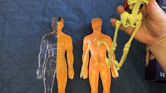 Строение тела человека игрушка от 3 лет модель человеческого тела со скелетом и внутренними органами смотреть онлайн