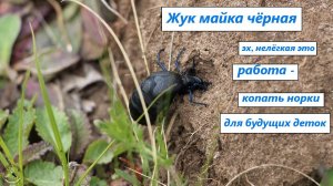 Жук из семейства нарывников - майка черная. Роет норки для яиц, выделяет яд из ног, а ест траву