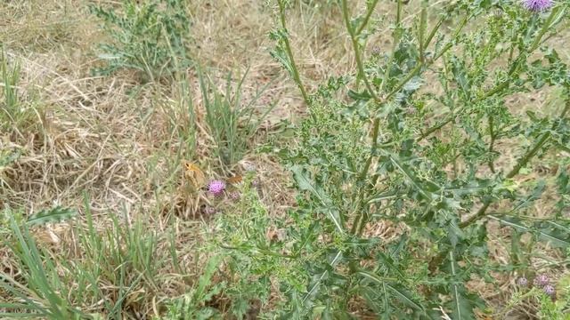 Nombreux papillons myrtil et amaryllis sur fleurs de chardons смотреть онлайн