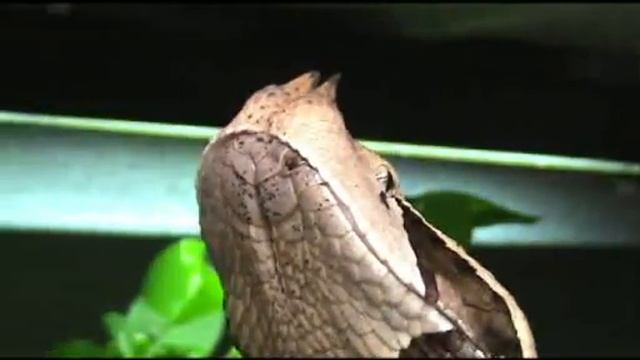 Big Gals смотреть онлайн