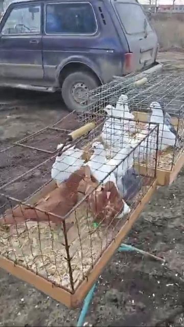 Город Шилово. Продажа голубей смотреть онлайн