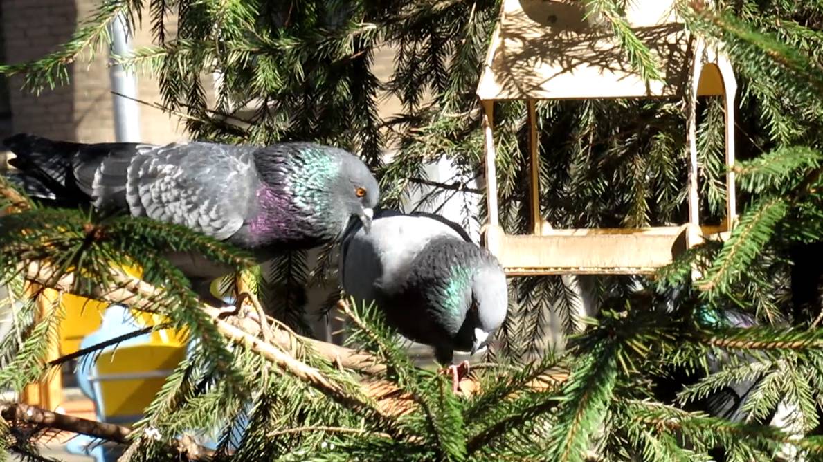 Битва голубей за право владения кормушкой смотреть онлайн