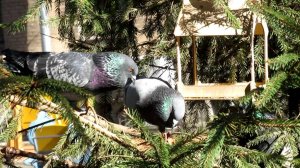 Битва голубей за право владения кормушкой