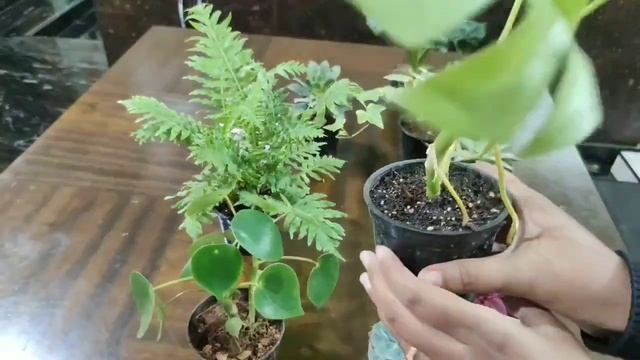 Plants Shopping||Weekend Shopping смотреть онлайн