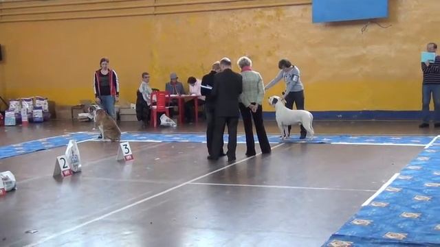 открытый кобели смотреть онлайн