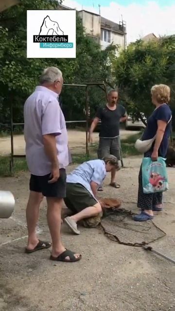 Отлов собак в Коктебеле