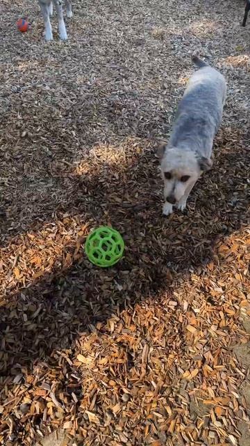 Get Ready for Non-Stop Fun with Pet Hol-ee Roller! смотреть онлайн