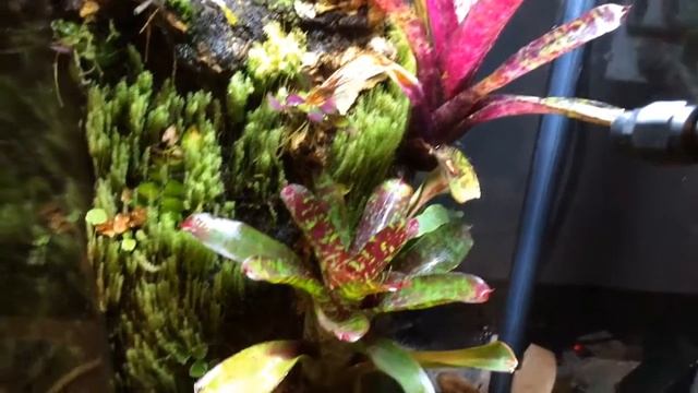 10g Custom Vertical Terrarium Update .