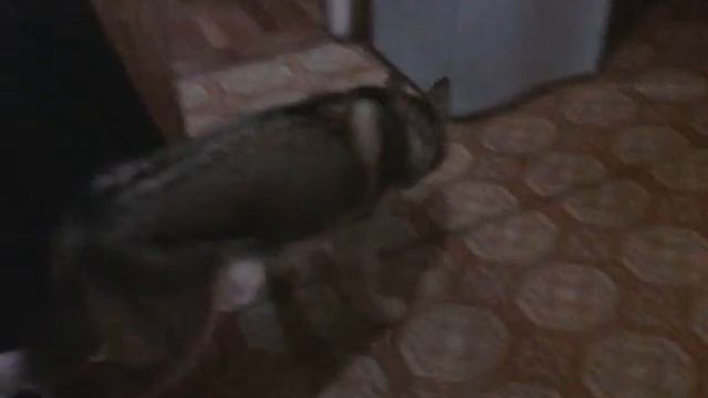 Дик грызет грецкие орехи смотреть онлайн