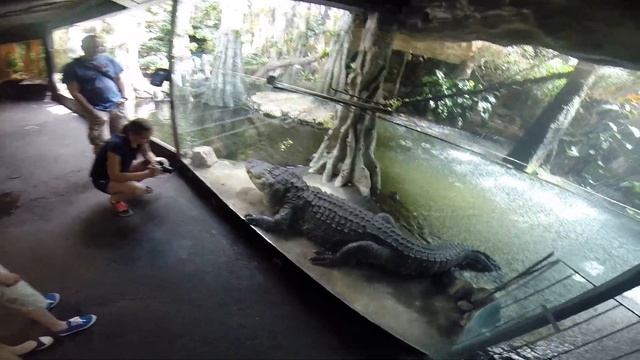 Alligators смотреть онлайн