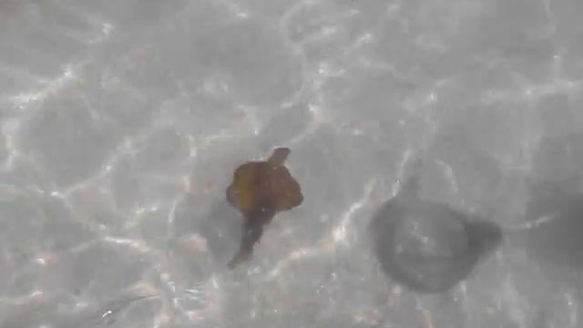 Sea hare aplysia depilans смотреть онлайн