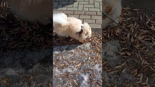 Умка и я смотреть онлайн