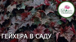 ГЕЙХЕРА В САД