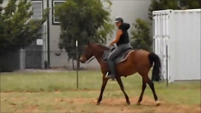 Maike and her lesson horse Bella schooling western! смотреть онлайн