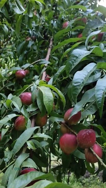 Exotic Nectarine Fruit смотреть онлайн