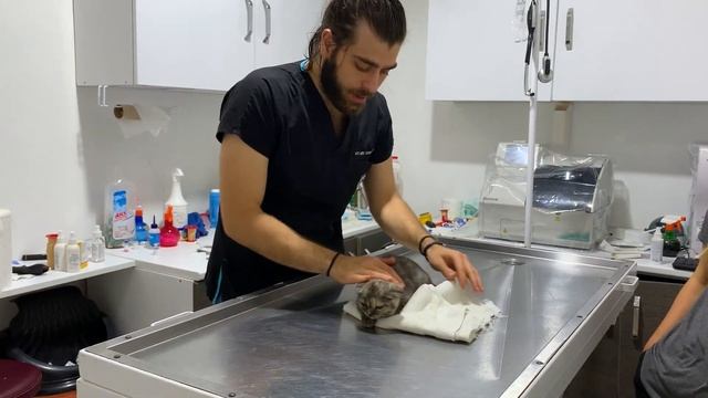 KOCA GÖZLÜ YAVRU KEDİ! 🤩 Dünya Tatlısı Scottish Fold Yavru Kedi! #TheVet смотреть онлайн