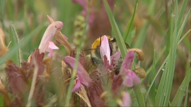 BuitenGewoon vindt zeldzame Heidehommel смотреть онлайн