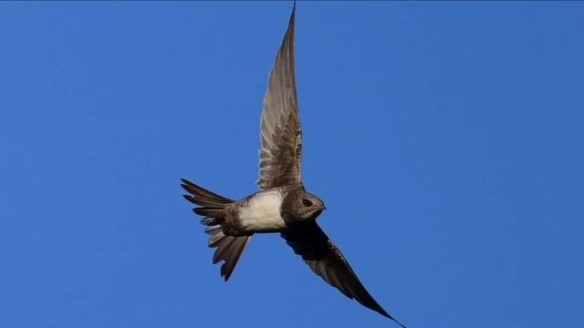 Белобрюхий стриж – Apus melba, Alpine Swift, Martinet alpin, Alpensegler смотреть онлайн