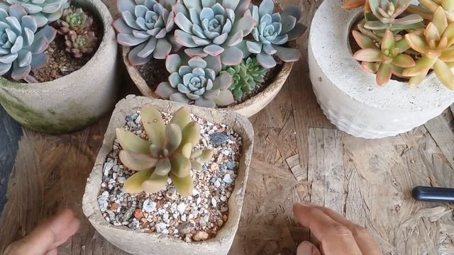 || SUCCULENT FAQ 39 || AT WHAT TEMPERATURE DO SUCCULENTS GO DORMANT || смотреть онлайн
