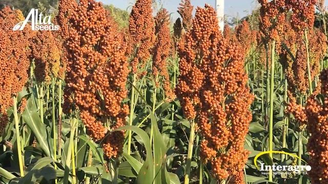 NEWS- SORGO SENTINEL смотреть онлайн