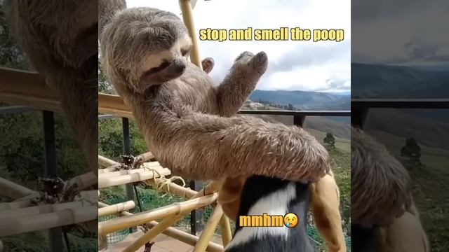 Sloth Comforts Dog смотреть онлайн