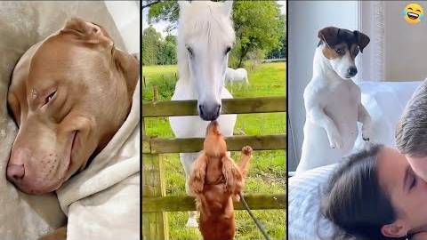 Котики и собачки😺🐶 Подборка лучшего 2025 смотреть онлайн