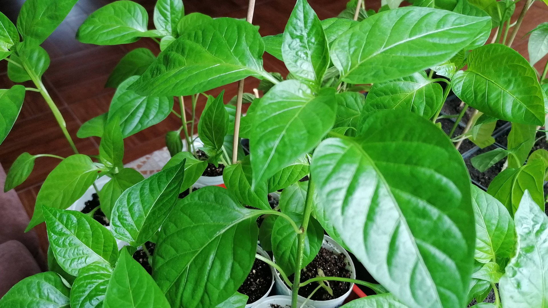 ПЕРВАЯ ПОДКОРМКА РАССАДЫ ПЕРЦЕВ ПОСЛЕ ПИКИРОВКИ ДЛЯ НАРАЩИВАНИЯ КОРНЕВОЙ СИСТЕМЫ. смотреть онлайн