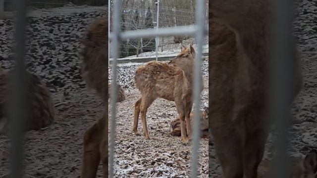 Спа отель Царьград в Подмосковье смотреть онлайн