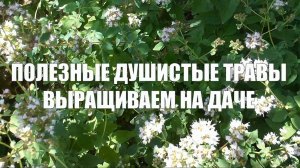 Полезные, душистые травы выращиваем на даче