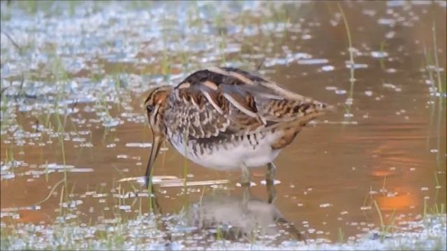 Common Snipe , Beccaccino (Gallinago gallinago) смотреть онлайн