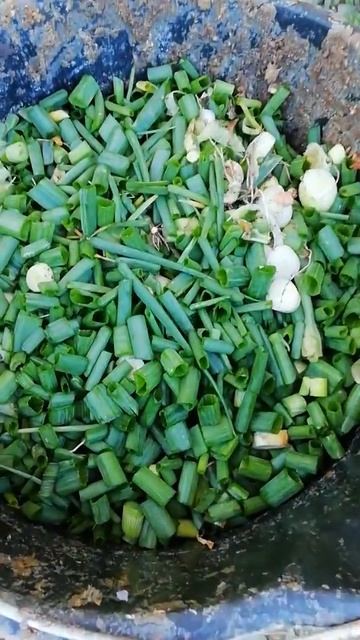 Индюшата. Кормление. Зелёный лук смотреть онлайн