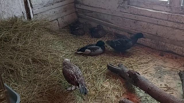 Селезень Гришенька с дамами и Чаенька  17 01 21 г