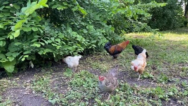 Кондуки.Тула. Романцевские озера. Рыбалка на хищника. Памятник ТУ-134 смотреть онлайн